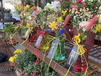 Blumen Candinas / Fluras Candinas - Klicken Sie, um das Bild 9 in einer Lightbox vergrössert darzustellen