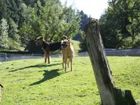 Tierferienheim Gredig – Cliquez pour agrandir l’image 3 dans une Lightbox