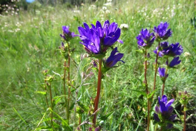 Ftan. Albula Gartenbau GmbH