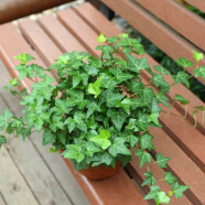 曼杉园（manshanyuan）常春藤垂吊植物盆栽花卉金边装修房室内阳台绿植四季常青多年生 青叶常春藤一盆10颗左右 不含盆