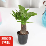 发财树盆栽大植物室内办公室桌面客厅小盆景招财树苗绿植花卉盆栽 小单杆发财树 2-3cm【原盆】 【送肥料】