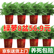 双盟绿萝盆栽除甲醛花卉绿植办公室新房净化空气110福字8盆装源头直发