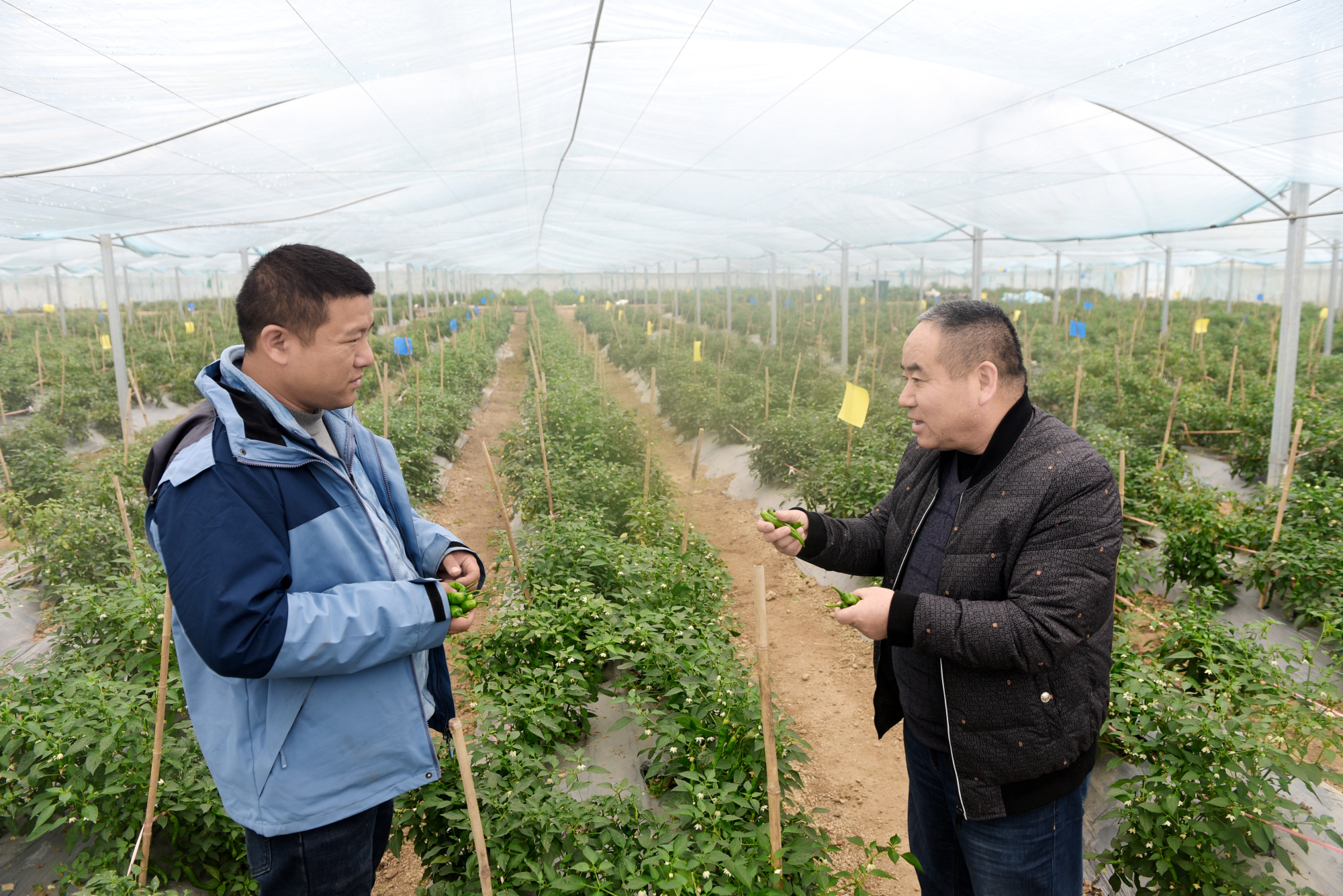 蔬菜体系专家助力秋延后越冬辣椒种植大获成功