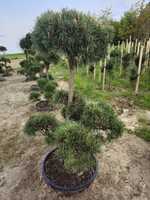 Bonsai duży wybór roślin formowanych rabaty