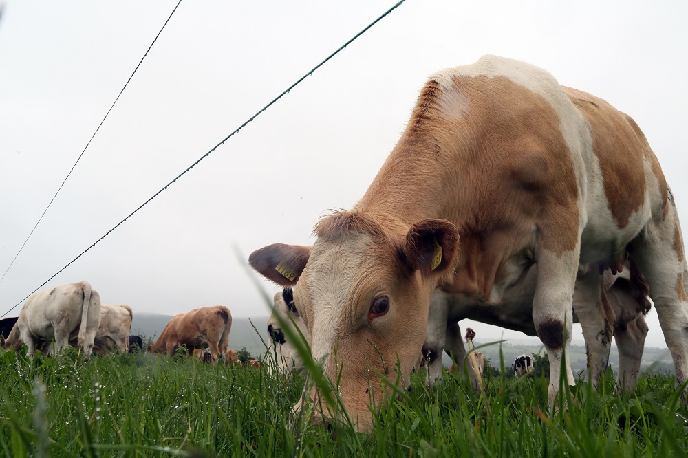 Beef farm in Ireland