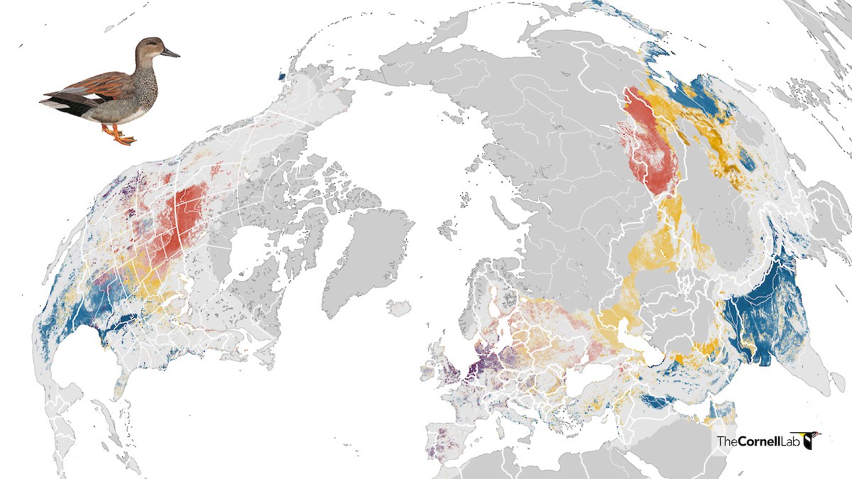 Gadwall Abundance map