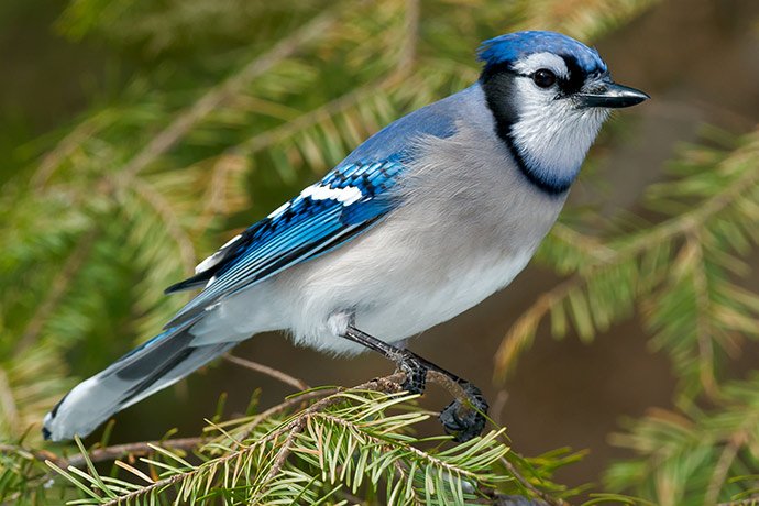 Blue Jay