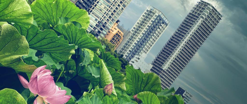 URBAN/RURAL DIVISION: plants and flowers opposed to buildings in the background