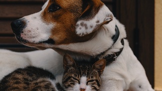 hund&katze