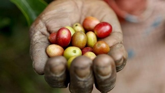 Hand eines Arbeiters mit Früchten des Kaffeestrauchs in der Schale