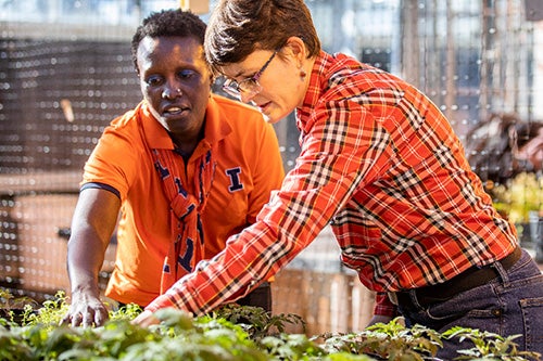 An LAS professor works in a greenhouse