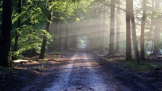 Sauerstoffoase Wald - Pavla Kengelbacher - Tägerwilen