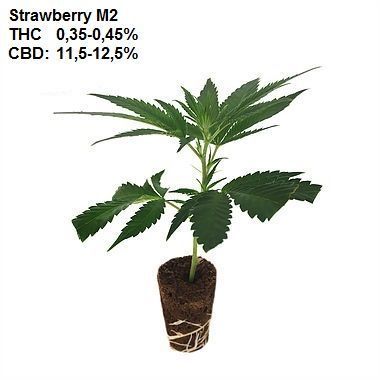 Strawberry (Erdbeerli) CBD