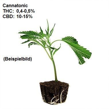 Harlequin CBD