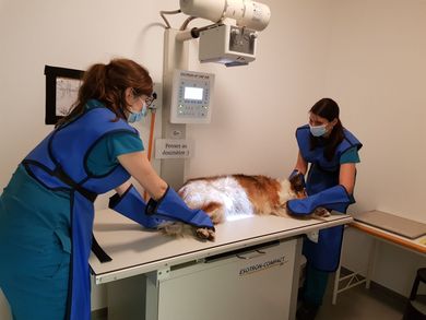 Krebs Vétérinaires SA - Médecine générale animalière