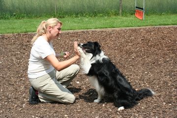 Agility - Hundeschule zum Steinbruch