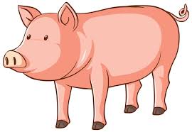 Swine