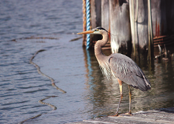 Great blue heron