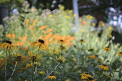 Black eyed susans