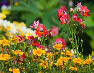 Photo of wildflowers