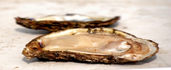 Maryland's Current Shellfish Advisories