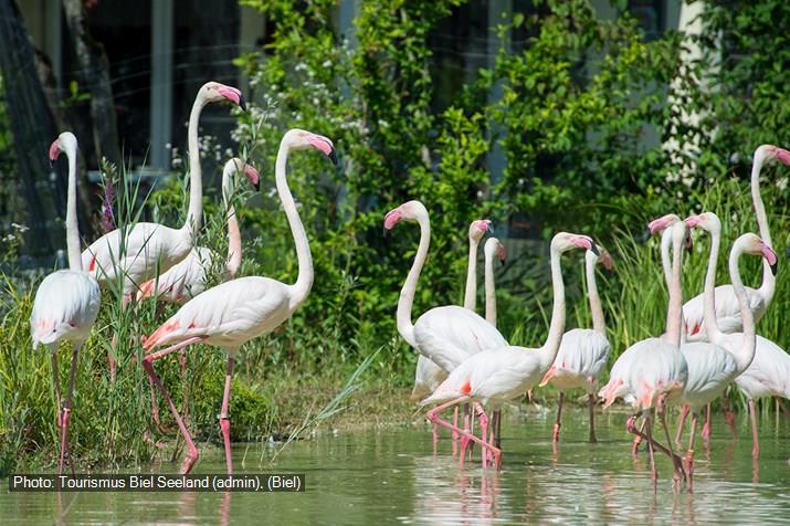 Flamingo