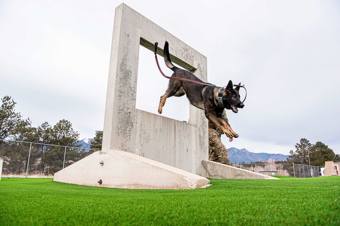 A military working dog jumps through the opening of a concrete structure on a turf as an airman walks to the right with mountains in the background.