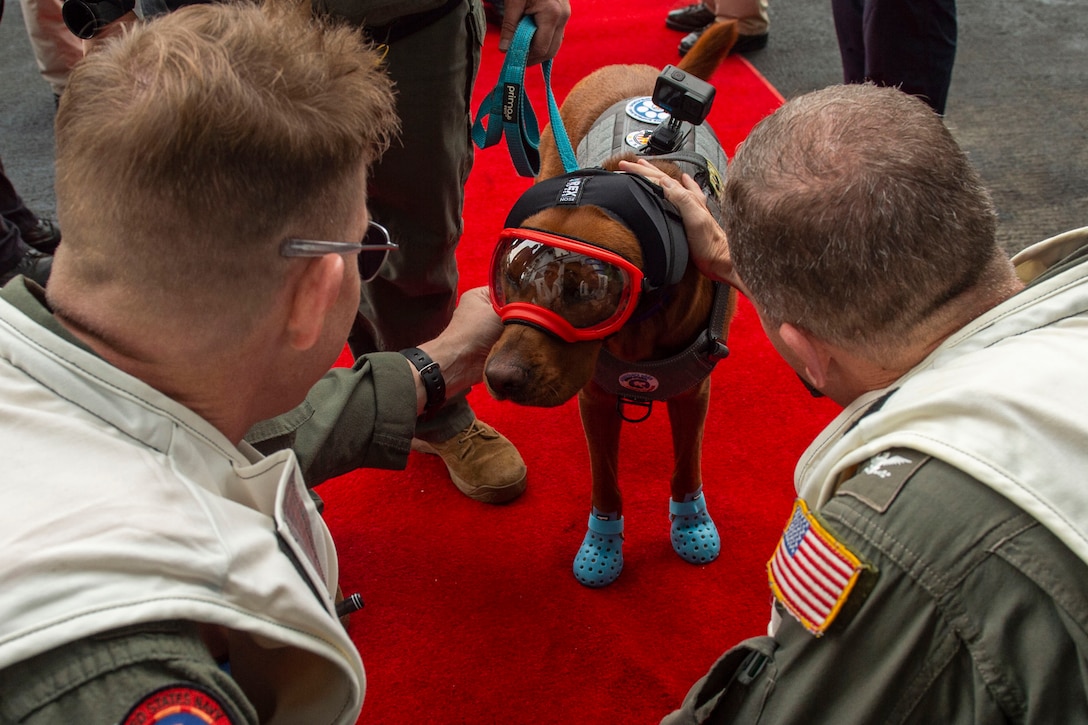 Two people shown from behind kneel and pet a dog wearing red-framed goggles and blue booties on a red carpet.