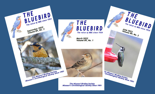 The Bluebird Quarterly Journal