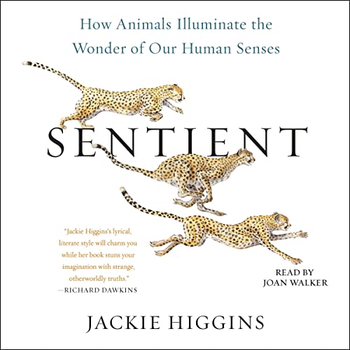 Sentient Audiolibro Por Jackie Higgins arte de portada