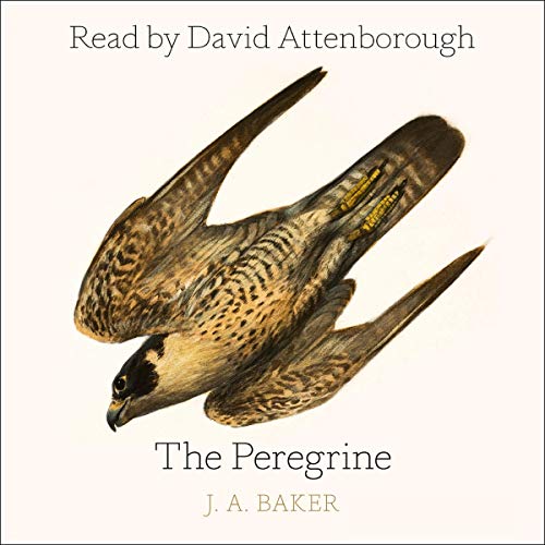 The Peregrine Audiolivro Por J. A. Baker capa