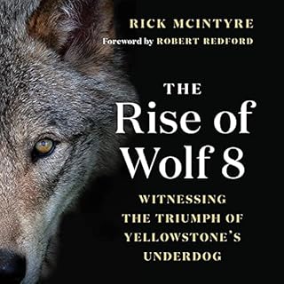 The Rise of Wolf 8 Audiobook By Rick McIntyre cover art