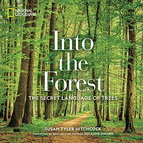 Diseño de la portada del título Into the Forest