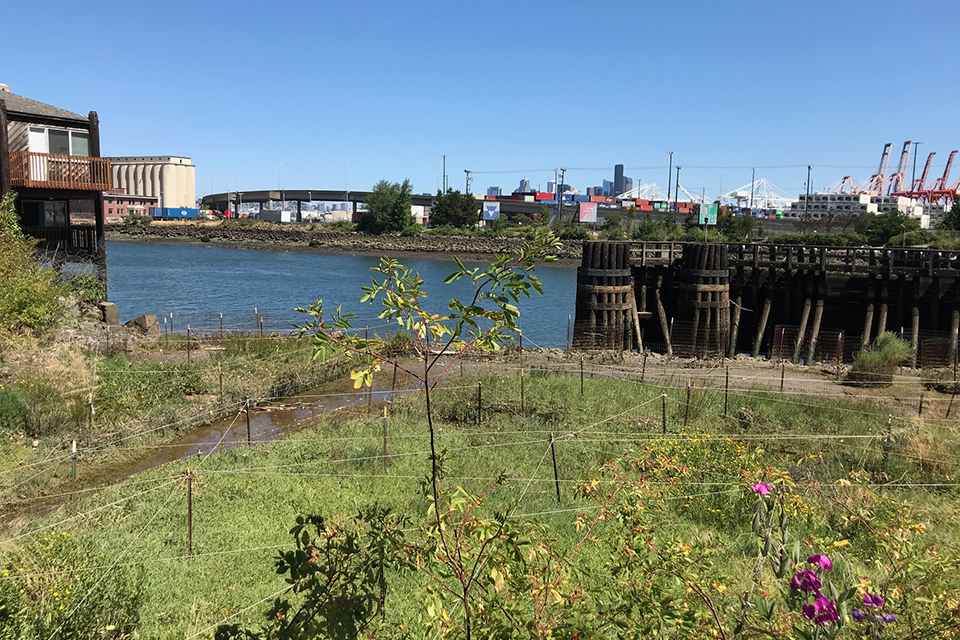 Restored habitat along the Lower Duwamish River