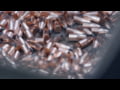 Nosler - How Nosler makes their bullets