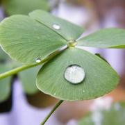 四叶草会开花的个人资料头像