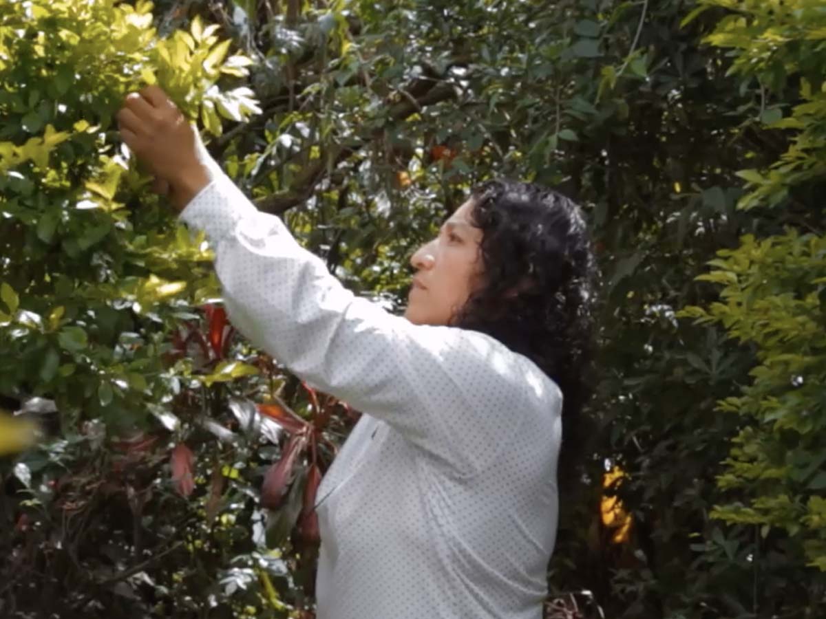 Rubi Alejandra cortando hojas