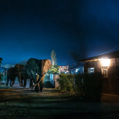 Jasper Doest over olifanten in Zambia: ‘Ze horen hier niet te zijn, maar die olifanten kunnen er ook niks aan doen’