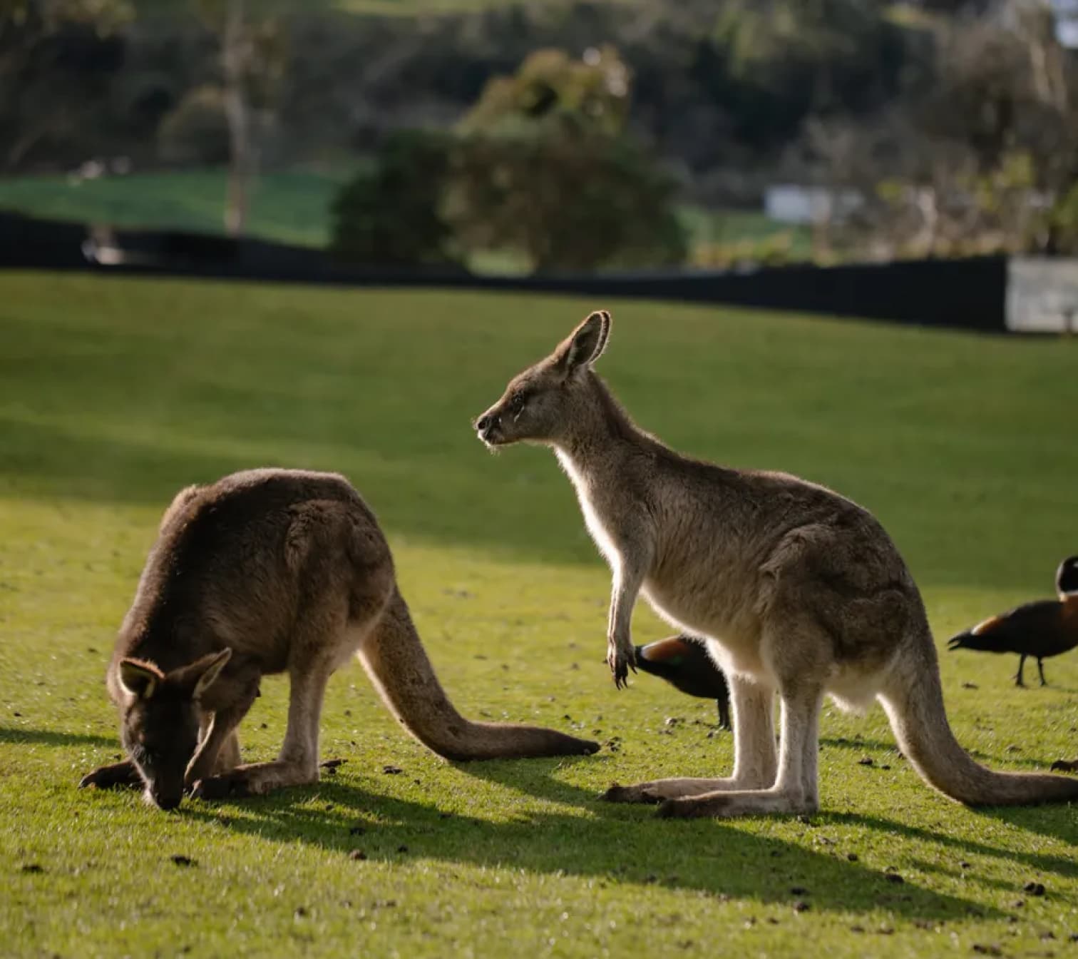 Two wallabies grazing in a green field.