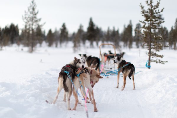 Laponie ; Aurores Boréales ; Chiens de traineaux ; Arbisko ; Torne ; Jukkasjärv ; Kiruna ; Narkik ; Artic Circle Train ; Ofotbanen ; Fjord