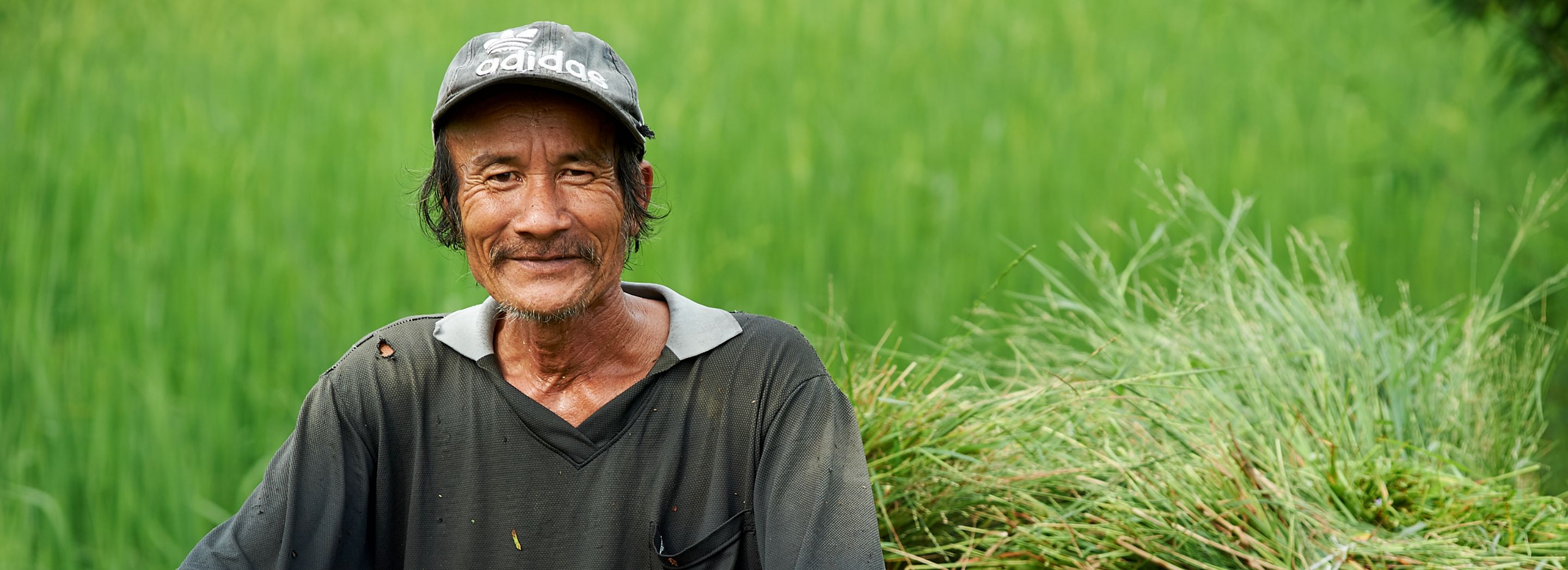 Photo: A farmer on a moped, transporting sacks containing freshly harvested rice plants on a trailer.