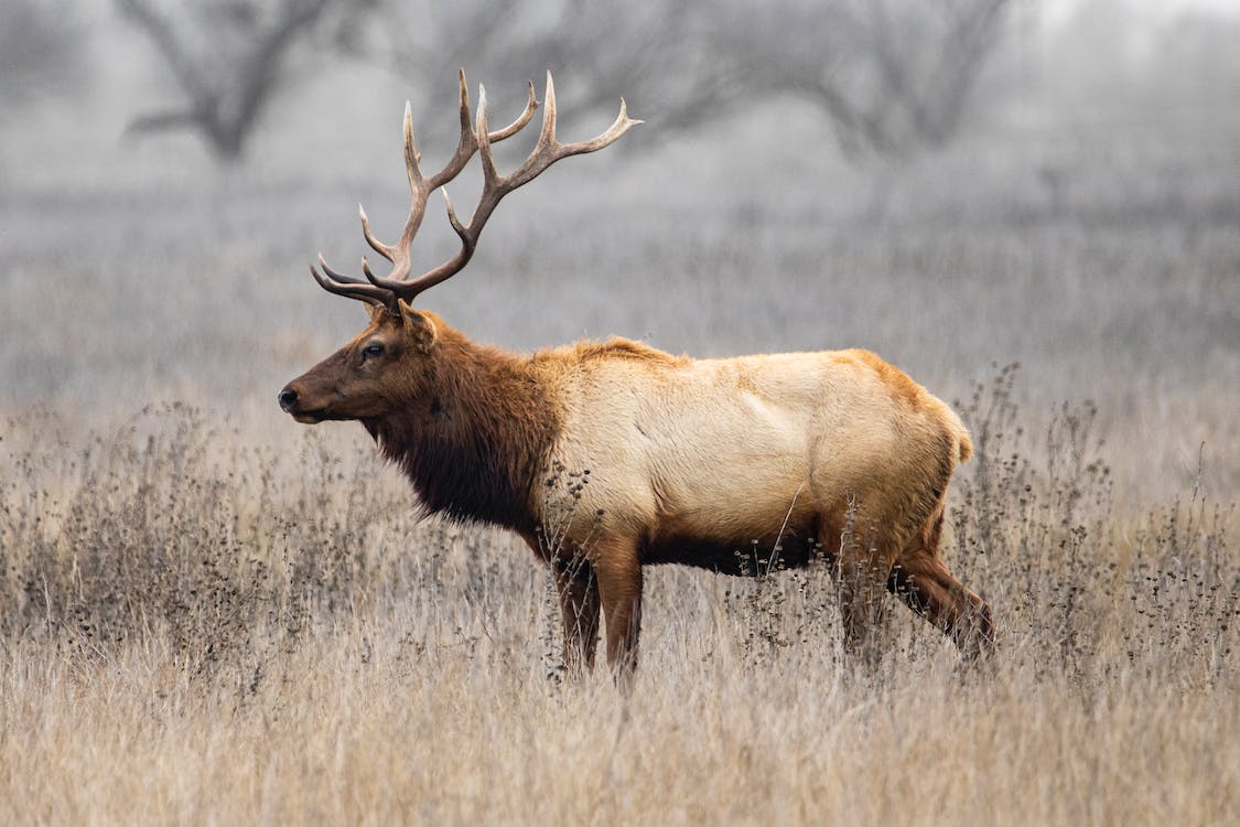 wildlifeinmaharashtra