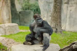 Gorilla at the Fort Worth Zoo