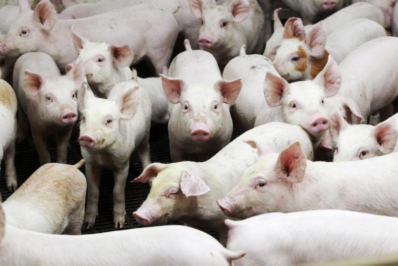 Results of Irish pig study to feed into EU welfare rules