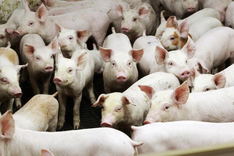 Agri jobs: Pig farm assistant needed in Cavan