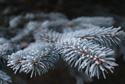 Medium snowontree