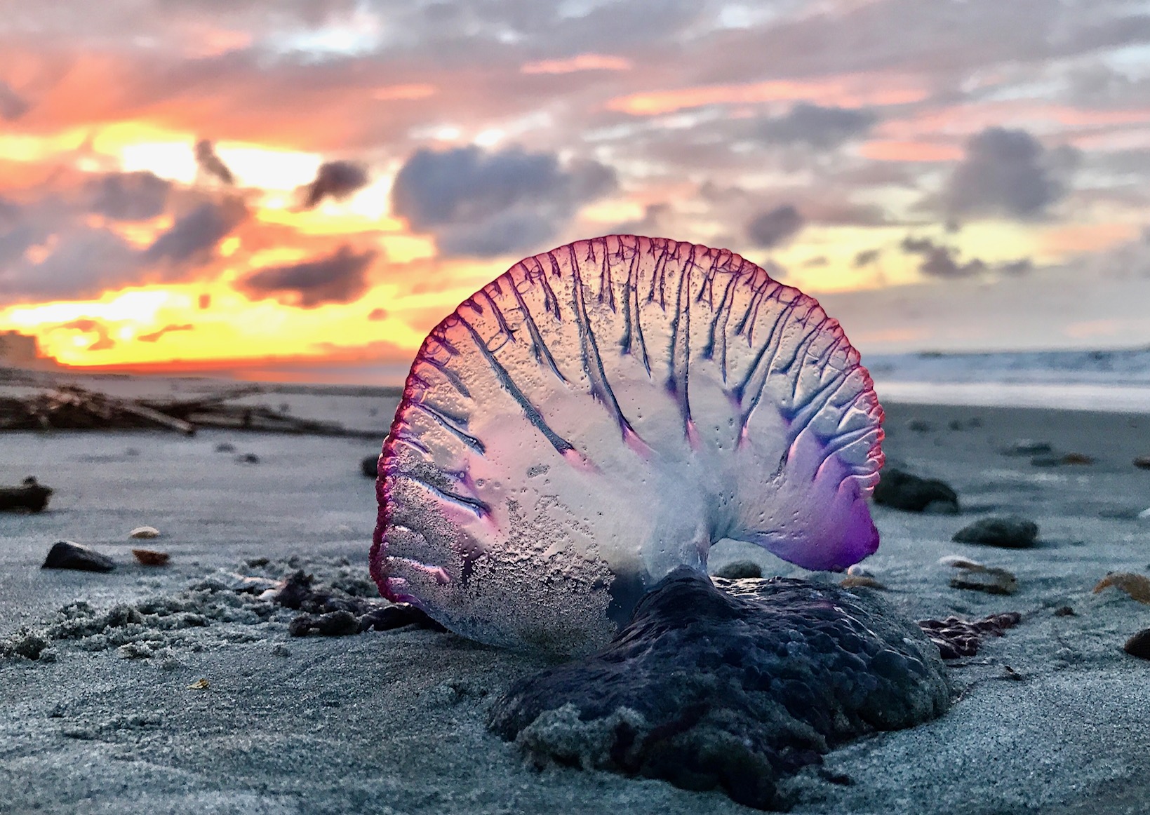 "Pernicious Beauty" - Photo by Kristen Kappel