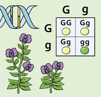 Genetics icon