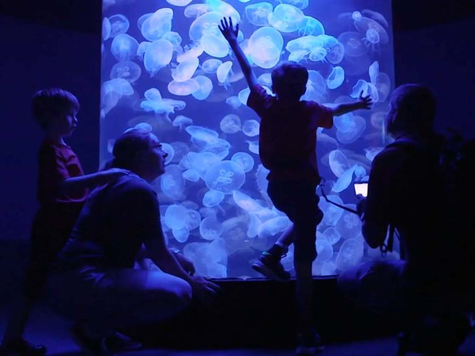 A family in front of a tank of jelly fish.