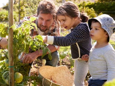 A father and his kids are picking tomatoes from a garden.